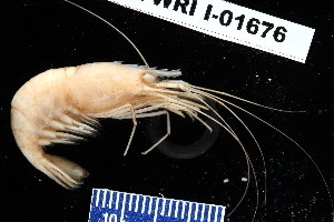  ( - FWRI_I_1676)  @11 [ ] by-nc-sa (2023) Fish and Wildlife Conservation Commission Florida Biodiversity Collection at the Florida Fish and Wildlife Research Institute