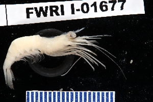  (Lysmata ankeri - FWRI_I_1677)  @11 [ ] by-nc-sa (2023) Fish and Wildlife Conservation Commission Florida Biodiversity Collection at the Florida Fish and Wildlife Research Institute