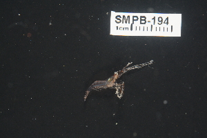  (Lysmatidae - FWRI_I_1690)  @11 [ ] by-nc-sa (2022) Fish and Wildlife Conservation Commission Florida Biodiversity Collection at the Florida Fish and Wildlife Research Institute