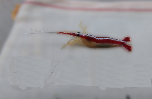  ( - FWRI_I_1691)  @11 [ ] by-nc-sa (2019) Fish and Wildlife Conservation Commission Florida Biodiversity Collection at the Florida Fish and Wildlife Research Institute