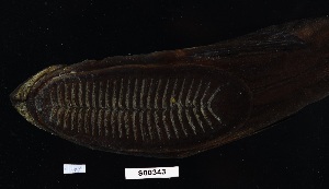  (Echeneis neucratoides - FWRI 00539)  @11 [ ] CreativeCommons - Attribution Non-Commercial Share-Alike (2019) Fish and Wildlife Conservation Commission Fish and Wildlife Research Institute
