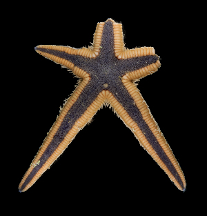  (Astropecten articulatus - SMPA-0029)  @11 [ ] CreativeCommons - Attribution Non-Commercial Share-Alike (2017) Unspecified Fish and Wildlife Research Institute