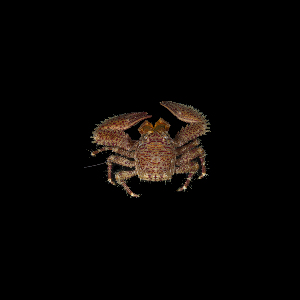  ( - SMPA-0055)  @11 [ ] CreativeCommons - Attribution Non-Commercial Share-Alike (2017) Unspecified Fish and Wildlife Research Institute