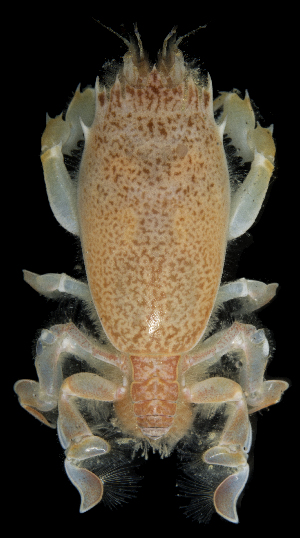  (Raninoides loevis - SMPA-0161)  @11 [ ] CreativeCommons - Attribution Non-Commercial Share-Alike (2017) Unspecified Fish and Wildlife Research Institute