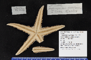  (Astropecten antillensis - UF12895B)  @11 [ ] CreativeCommons - Attribution Non-Commercial Share-Alike (2017) Unspecified Fish and Wildlife Research Institute
