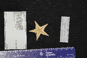  (Astropecten marginatus - USNM E09976)  @11 [ ] CreativeCommons - Attribution Non-Commercial Share-Alike (2017) Unspecified Fish and Wildlife Research Institute