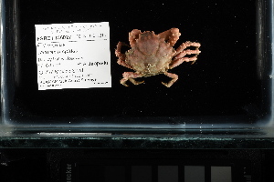  ( - FWRI I 00879)  @11 [ ] CreativeCommons - Attribution Non-Commercial Share-Alike (2019) Unspecified Fish and Wildlife Research Institute