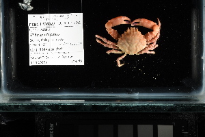 ( - FWRI I 00878)  @11 [ ] CreativeCommons - Attribution Non-Commercial Share-Alike (2019) Unspecified Fish and Wildlife Research Institute