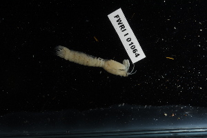  ( - FWRI I 01064)  @11 [ ] CreativeCommons - Attribution Non-Commercial Share-Alike (2019) Unspecified Fish and Wildlife Research Institute