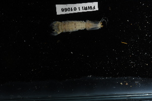  ( - FWRI I 01066)  @11 [ ] CreativeCommons - Attribution Non-Commercial Share-Alike (2019) Unspecified Fish and Wildlife Research Institute