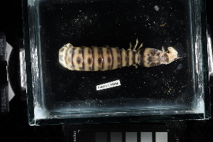  (Lysiosquillina glabriuscula - FWRI I 01080)  @11 [ ] CreativeCommons - Attribution Non-Commercial Share-Alike (2019) Unspecified Fish and Wildlife Research Institute