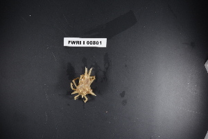  ( - FWRI I 00801)  @11 [ ] CreativeCommons - Attribution Non-Commercial Share-Alike (2019) Unspecified Fish and Wildlife Research Institute