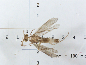  ( - ARCs9)  @11 [ ] CreativeCommons - Attribution (2010) CBG Photography Group Centre for Biodiversity Genomics