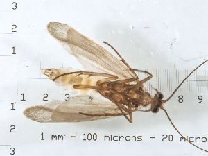  (Cheumatopsyche petersi - ARCp8)  @12 [ ] CreativeCommons - Attribution (2010) CBG Photography Group Centre for Biodiversity Genomics