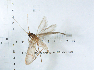  (Oecetis daytona - AROd8)  @13 [ ] CreativeCommons - Attribution (2010) CBG Photography Group Centre for Biodiversity Genomics