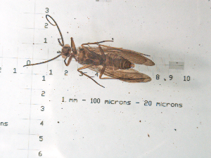  ( - ARChf8c)  @12 [ ] CreativeCommons - Attribution (2010) CBG Photography Group Centre for Biodiversity Genomics