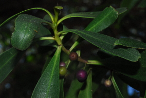  (Myoporum laetum - BS0060)  @11 [ ] CreativeCommons - Attribution Non-Commercial Share-Alike (2011) Olivier Maurin University of Johannesburg