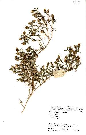  (Mesembryanthemum cristallinum - BS0113)  @11 [ ] No Rights Reserved  Olivier Maurin University of Johannesburg