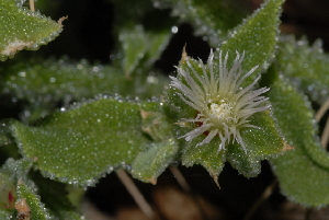  (Mesembryanthemum crystallinum - BS0116)  @11 [ ] CreativeCommons - Attribution Non-Commercial Share-Alike (2011) Olivier Maurin University of Johannesburg