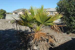  (Washingtonia robusta - BS0120)  @11 [ ] CreativeCommons - Attribution Non-Commercial Share-Alike (2011) Olivier Maurin University of Johannesburg