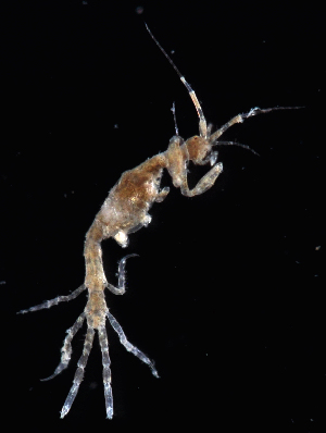  (Paracaprella pusilla - FTP_1180)  @11 [ ] CreativeCommons - Attribution Non-Commercial Share-Alike (2017) Matthieu Leray Smithsonian Institution