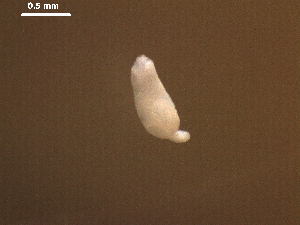  (Diplostomum sp. 10 - D.RH.Ppr.LCR.3.1)  @12 [ ] Copyright (2010) Sean Locke Environment Canada