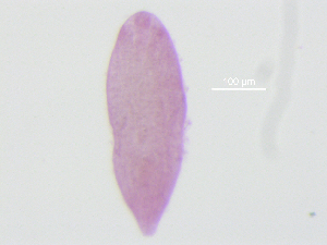  (Tylodelphys clavata - T.H.Pf.OGI1.1.1)  @13 [ ] CreativeCommons - Attribution Share-Alike (2014) Sean Locke Unspecified