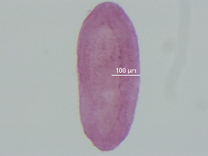  (Tylodelphys sp. 5 - T.BR.Vent.1.4)  @12 [ ] CreativeCommons - Attribution Share-Alike (2014) Sean Locke Unspecified