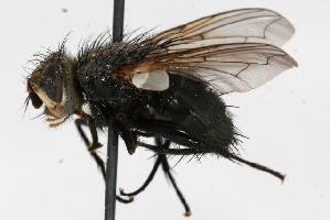  (Panzeria fasciventris - GUE06-FLY-076)  @15 [ ] CreativeCommons - Attribution (2009) CBG Photography Group Centre for Biodiversity Genomics