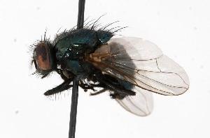  ( - GUE06-FLY-092)  @14 [ ] CreativeCommons - Attribution (2009) CBG Photography Group Centre for Biodiversity Genomics