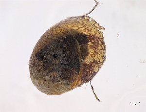  (Theodoxus - Selmu2011_BC-055)  @13 [ ] Unspecified (default): All Rights Reserved  Unspecified Unspecified