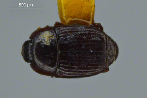 ( - FMNHINS3817008)  @11 [ ] CC BY-NC 4.0 (2013) Field Museum of Natural History Unspecified