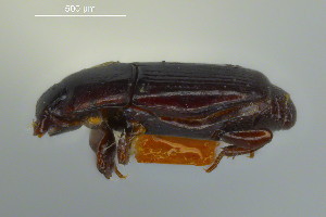  ( - FMNHINS3817008)  @11 [ ] CC BY-NC 4.0 (2013) Field Museum of Natural History Unspecified