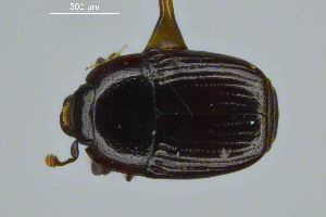  ( - FMNHINS3817009)  @11 [ ] CC BY-NC 4.0 (2013) Field Museum of Natural History Unspecified