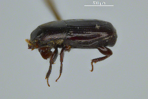  ( - FMNHINS3817009)  @11 [ ] CC BY-NC 4.0 (2013) Field Museum of Natural History Unspecified