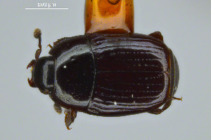  ( - FMNHINS3817010)  @11 [ ] CC BY-NC 4.0 (2013) Field Museum of Natural History Unspecified