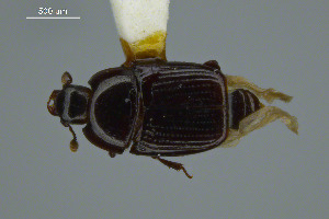  ( - FMNHINS3817011)  @11 [ ] CC BY-NC 4.0 (2013) Field Museum of Natural History Unspecified