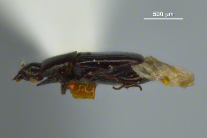  ( - FMNHINS3817011)  @11 [ ] CC BY-NC 4.0 (2013) Field Museum of Natural History Unspecified