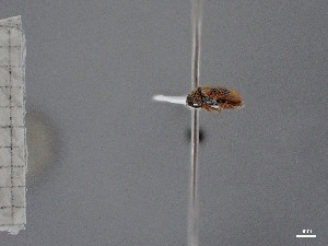  ( - FMNHINS4429649)  @11 [ ] CC BY-NC 4.0 (2013) Field Museum of Natural History Unspecified