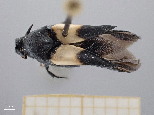  ( - FMNHINS4430753)  @11 [ ] CC BY-NC 4.0 (2013) Field Museum of Natural History Unspecified