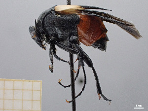  (Macrosiagon - FMNHINS4430753)  @11 [ ] CC BY-NC 4.0 (2013) Field Museum of Natural History Unspecified