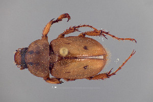  ( - FMNHINS4573310)  @11 [ ] CC BY-NC 4.0 (2013) Field Museum of Natural History Unspecified