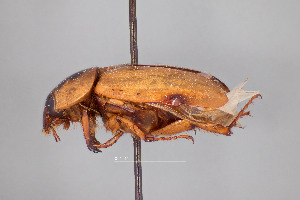  ( - FMNHINS4573328)  @11 [ ] CC BY-NC 4.0 (2013) Field Museum of Natural History Unspecified