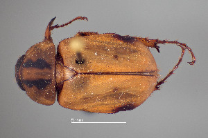  ( - FMNHINS4573329)  @11 [ ] CC BY-NC 4.0 (2013) Field Museum of Natural History Unspecified