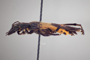  (Chauliognathus tripartitus - FMNHINS4573340)  @11 [ ] CC BY-NC 4.0 (2013) Field Museum of Natural History Unspecified