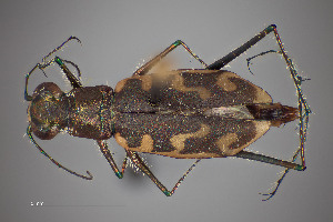  ( - FMNHINS4573375)  @11 [ ] CC BY-NC 4.0 (2013) Field Museum of Natural History Unspecified