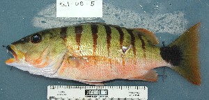  ( - FMNH_118512)  @11 [ ] Copyright (2025) Unspecified Field Museum of Natural History