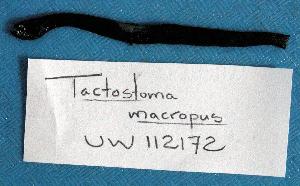  (Tactostoma - UW112172)  @12 [ ] Unspecified (default): All Rights Reserved  Unspecified Unspecified