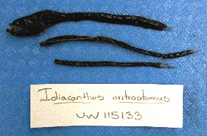 (Idiacanthus antrostomus - UW115133)  @12 [ ] Unspecified (default): All Rights Reserved  Unspecified Unspecified
