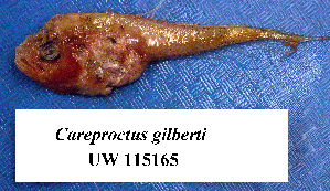  (Careproctus gilberti - UW115165)  @13 [ ] Unspecified (default): All Rights Reserved  Unspecified Unspecified